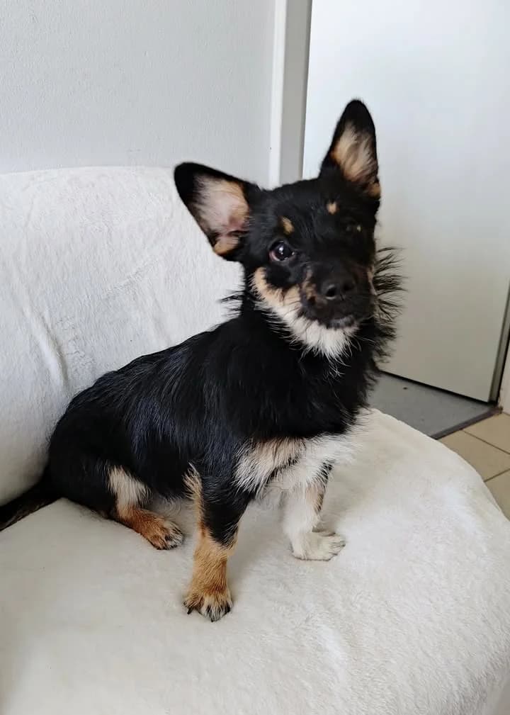 SASANKA, Mixed Breed for adoption at Schronisko Lublin, Lublin