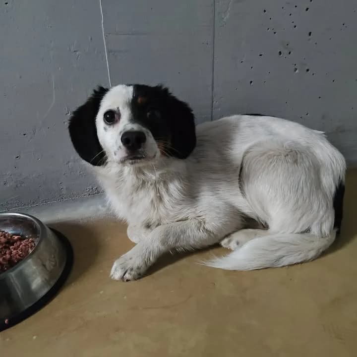 SZAMANKA, Mixed Breed for adoption at Schronisko Lublin, Lublin