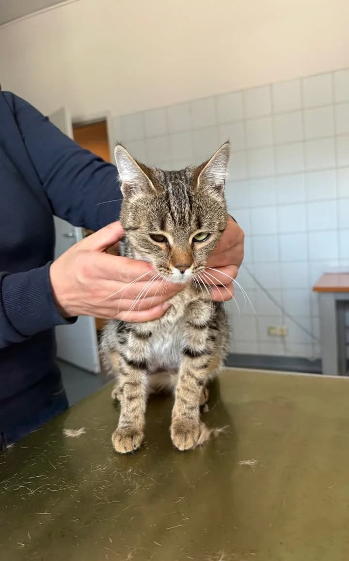 KIARA, Mixed Breed for adoption at Schronisko Lublin, Lublin