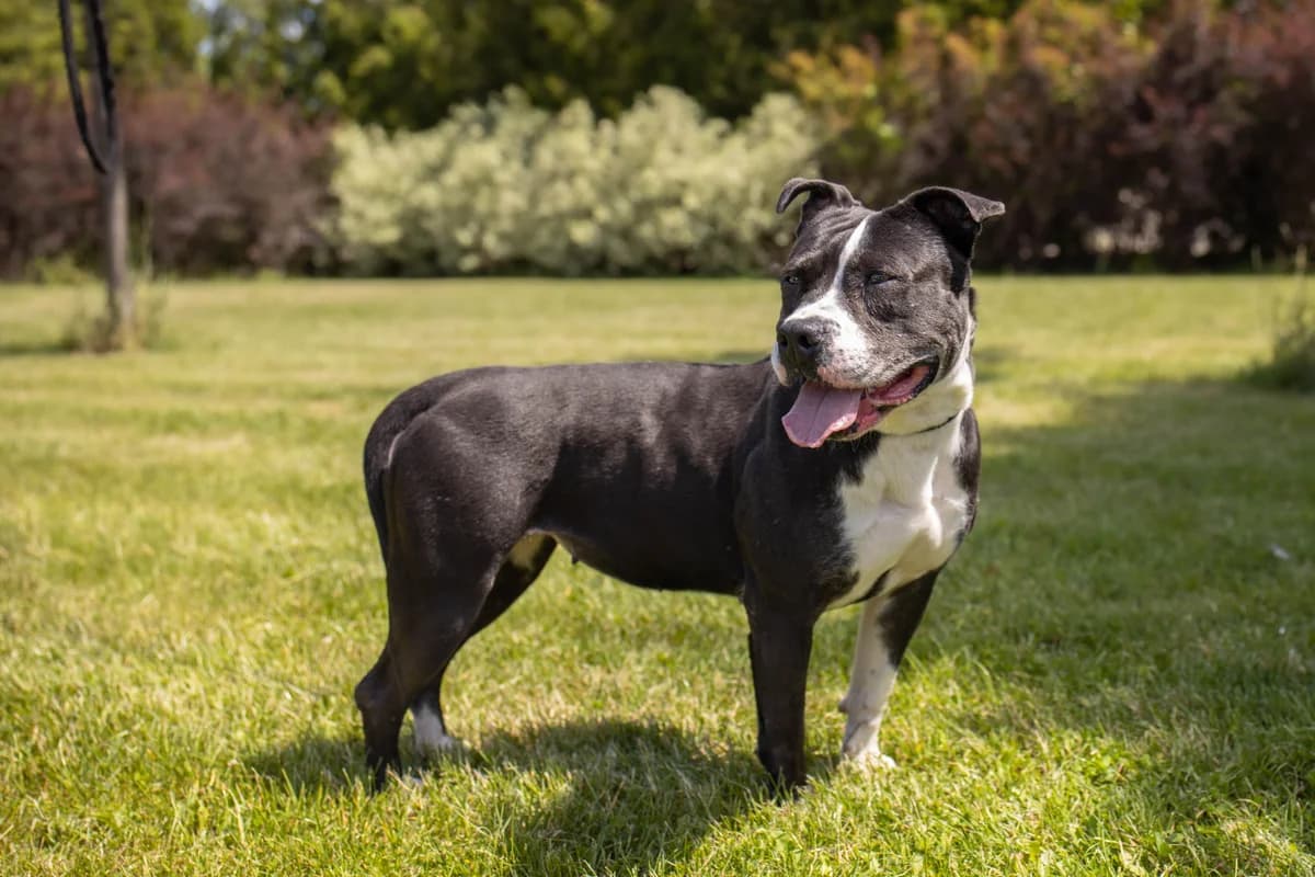 LAJLA, Mixed Breed for adoption at Schronisko Lublin, Lublin