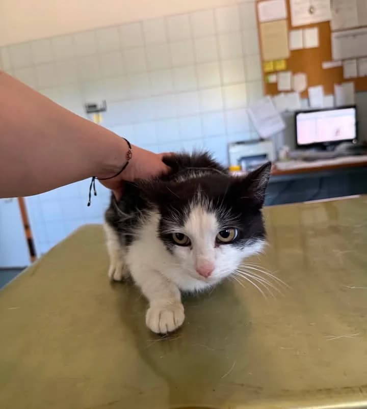 SALWA, Mixed Breed for adoption at Schronisko Lublin, Lublin