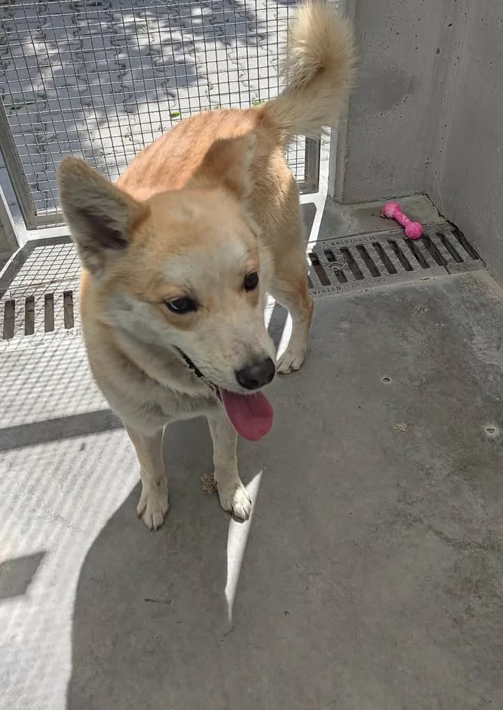 SPAJKI, Mixed Breed for adoption at Schronisko Lublin, Lublin