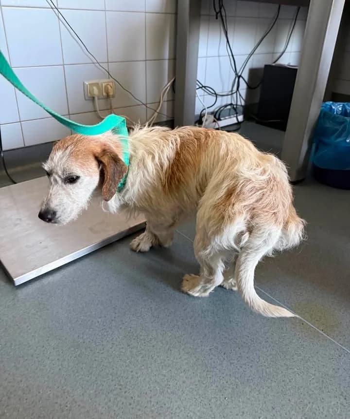 SŁAWOJ, Mixed Breed for adoption at Schronisko Lublin, Lublin
