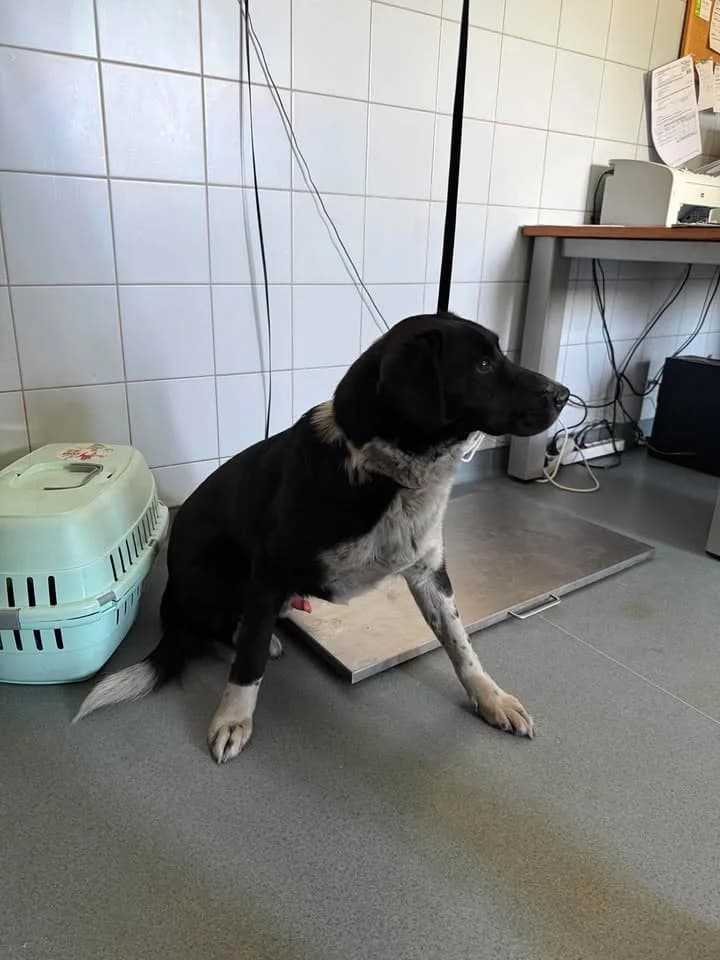 SID, Mixed Breed for adoption at Schronisko Lublin, Lublin