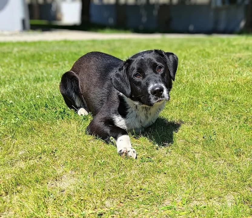 SID, Mixed Breed for adoption at Schronisko Lublin, Lublin