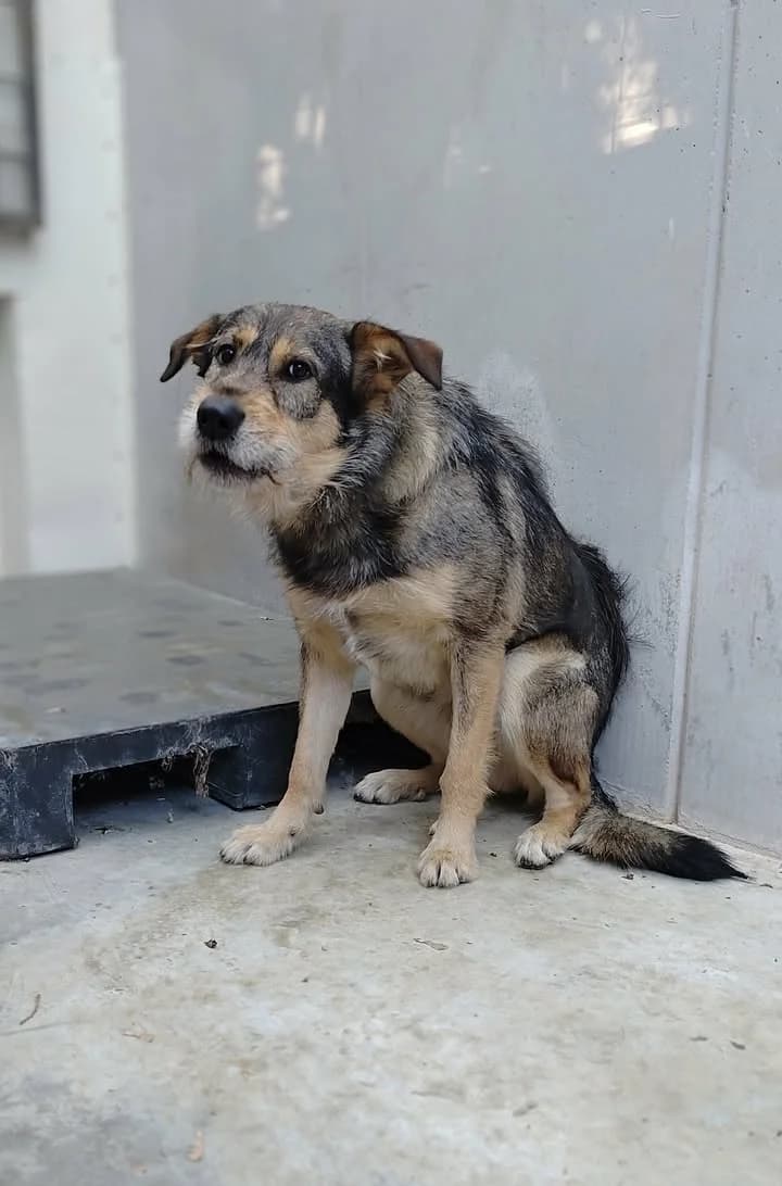 LAMER, Mixed Breed for adoption at Schronisko Lublin, Lublin