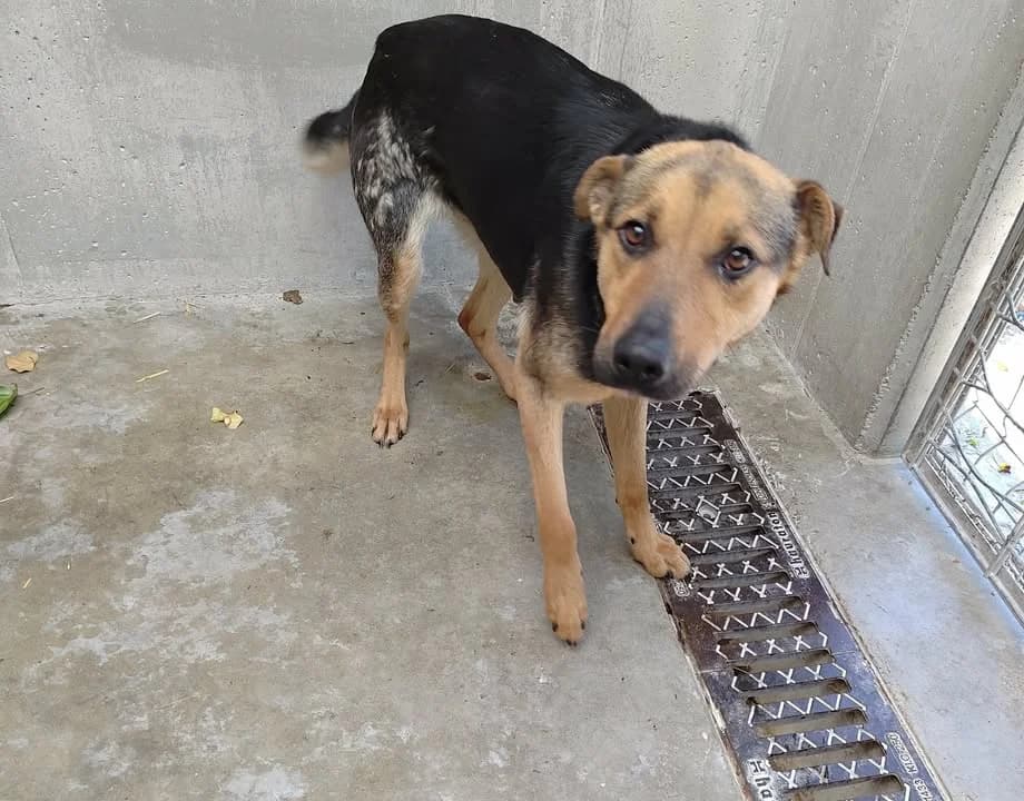 SALSA, Mixed Breed for adoption at Schronisko Lublin, Lublin