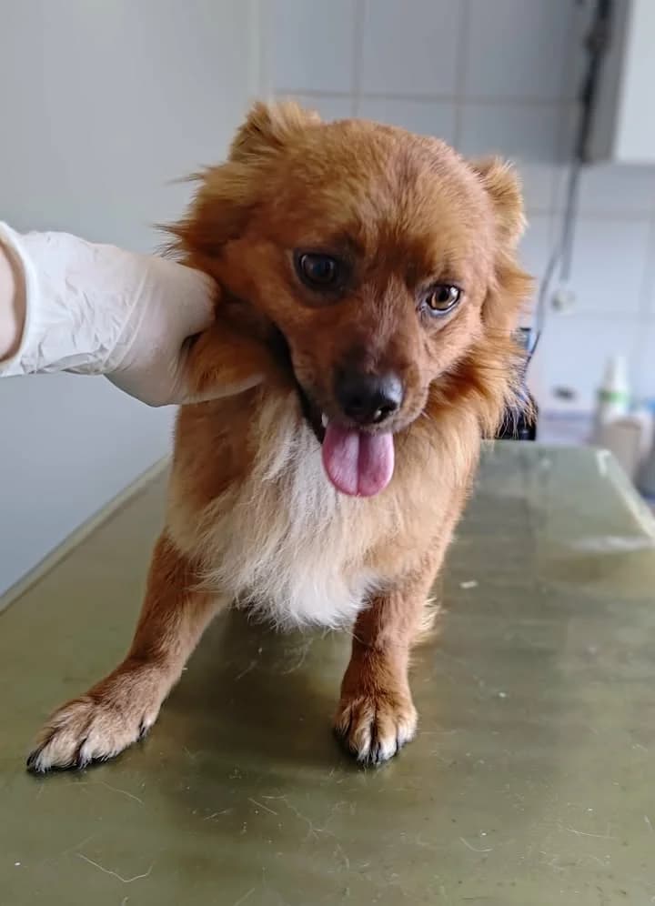 SERGIO, Mixed Breed for adoption at Schronisko Lublin, Lublin
