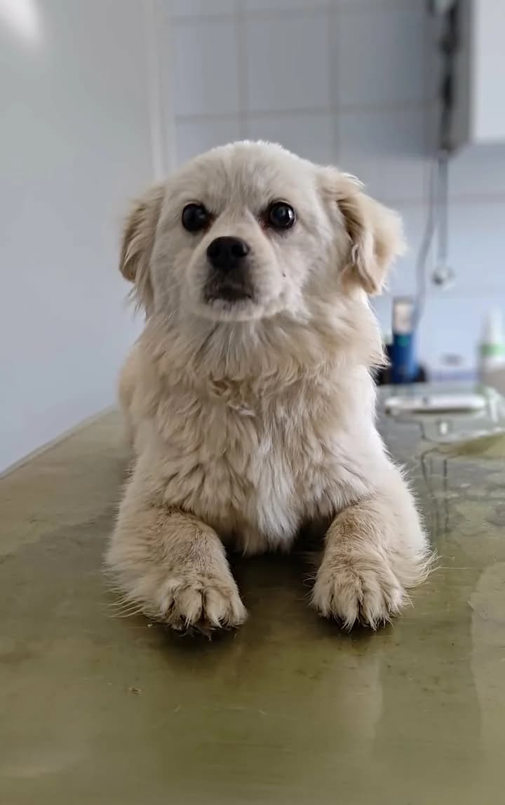 SNOOPY, Mixed Breed for adoption at Schronisko Lublin, Lublin