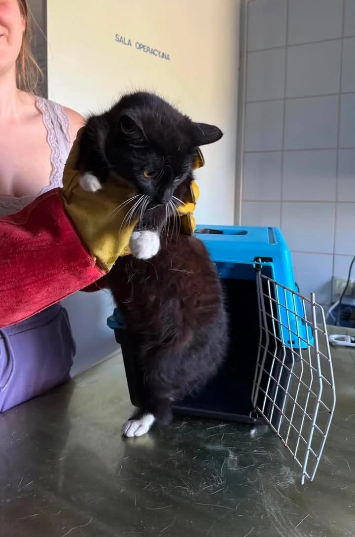 TUNEZJA, Mixed Breed for adoption at Schronisko Lublin, Lublin