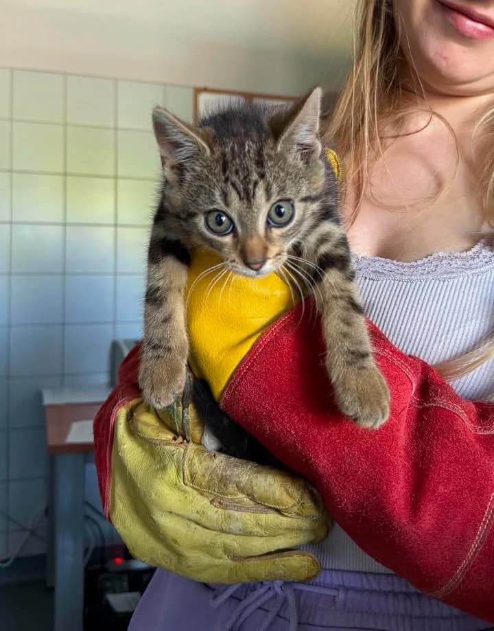 TUREK, Mixed Breed for adoption at Schronisko Lublin, Lublin