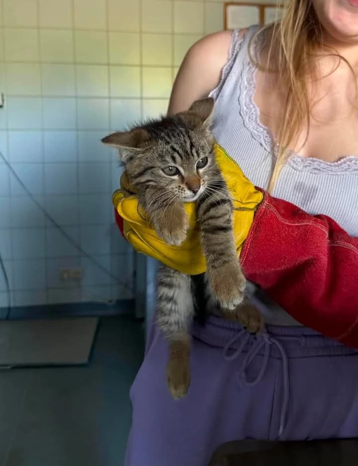TAJ, Mixed Breed for adoption at Schronisko Lublin, Lublin