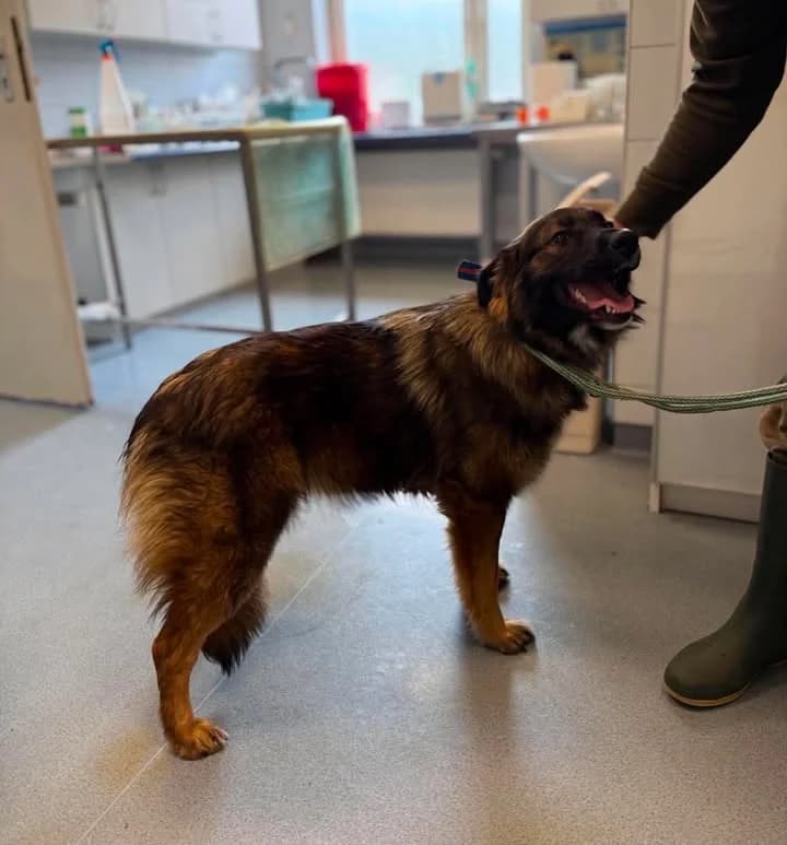 TUNGA, Mixed Breed for adoption at Schronisko Lublin, Lublin