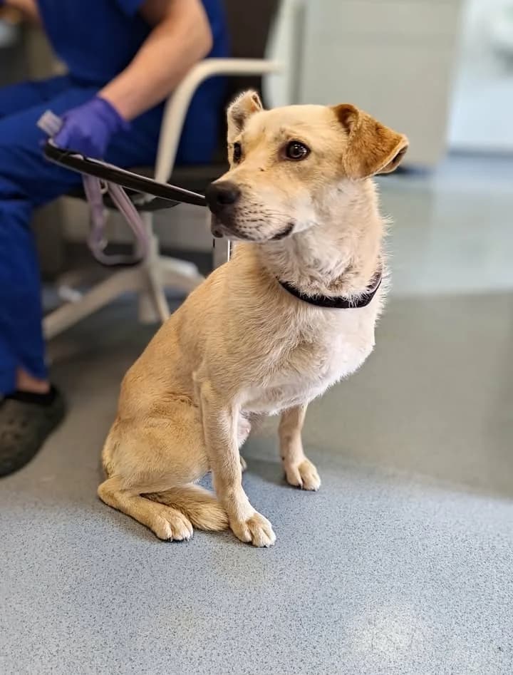 TIGO, Mixed Breed for adoption at Schronisko Lublin, Lublin