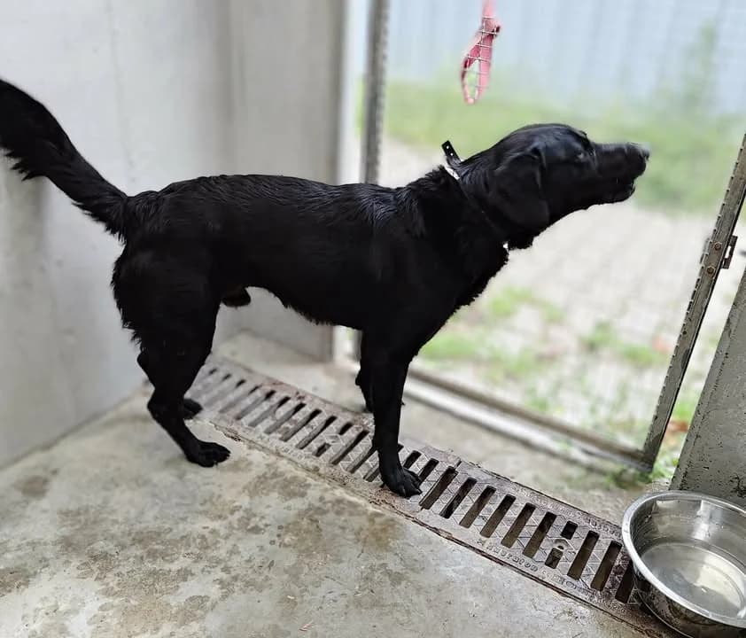 TORNADO, Mixed Breed for adoption at Schronisko Lublin, Lublin
