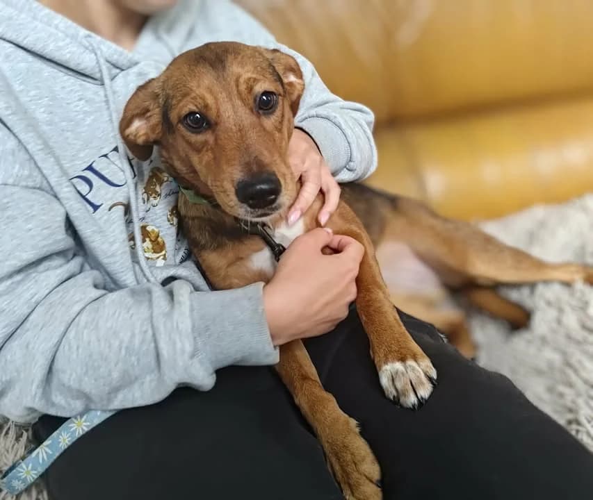 TALIA, Mixed Breed for adoption at Schronisko Lublin, Lublin
