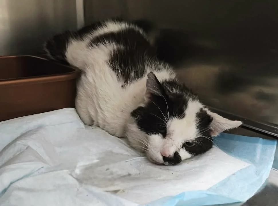 TYTUS, Mixed Breed for adoption at Schronisko Lublin, Lublin
