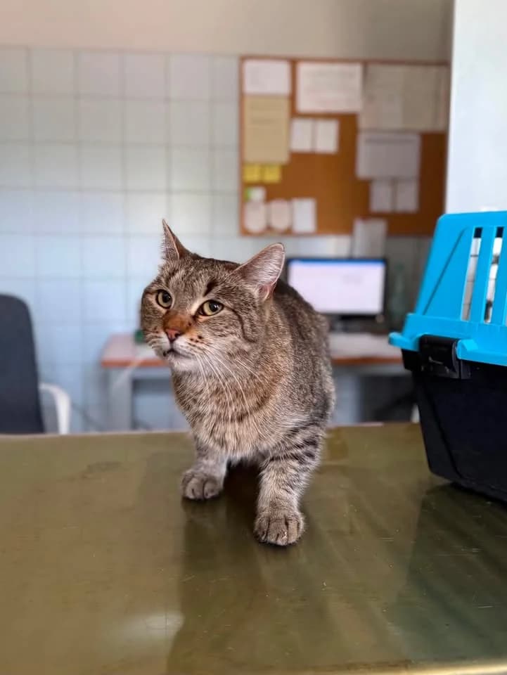 TEZA, Mixed Breed for adoption at Schronisko Lublin, Lublin