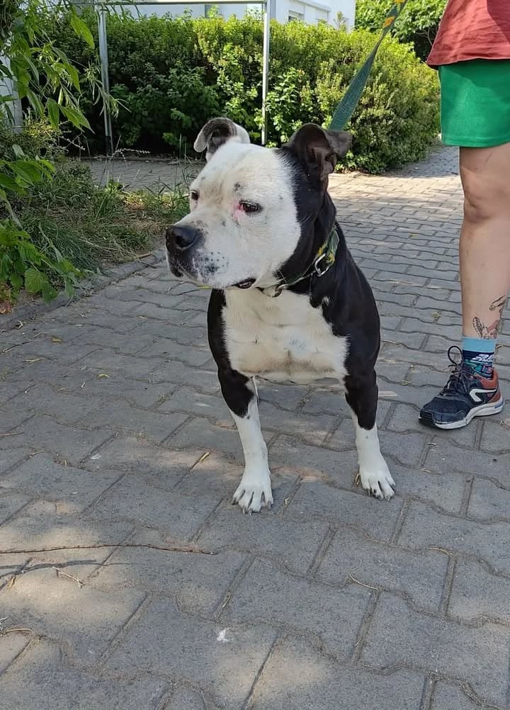 TAROT, Mixed Breed for adoption at Schronisko Lublin, Lublin