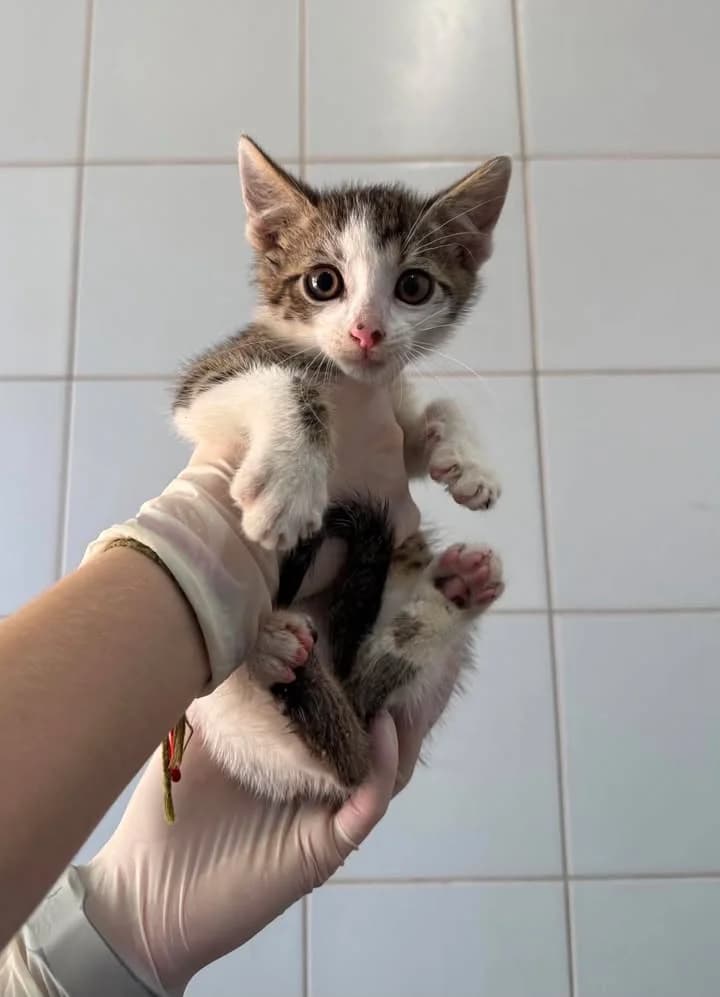 TUBIŚ, Mixed Breed for adoption at Schronisko Lublin, Lublin