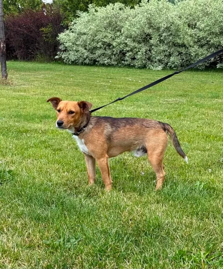TUPAC, Mixed Breed for adoption at Schronisko Lublin, Lublin