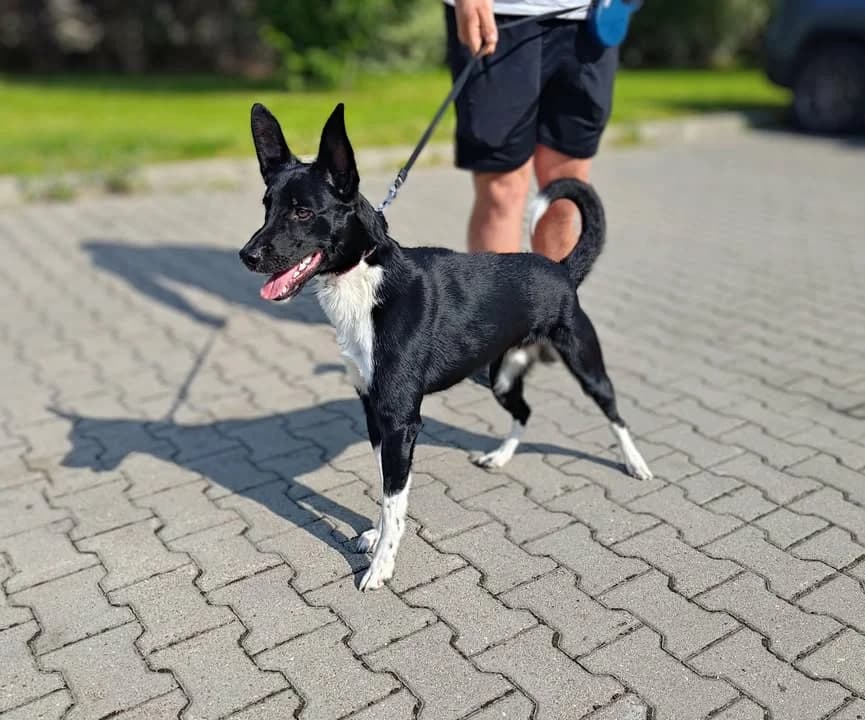 HUGO, Mixed Breed for adoption at Schronisko Lublin, Lublin