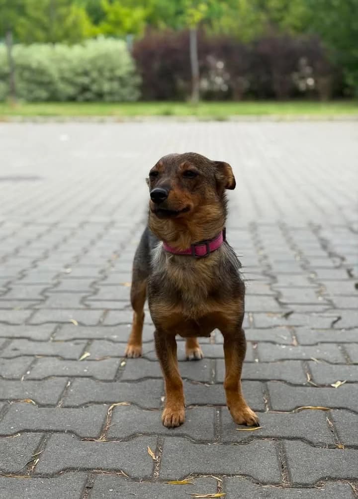 TADZIA, Mixed Breed for adoption at Schronisko Lublin, Lublin