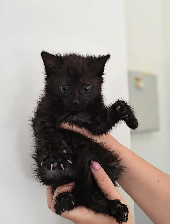 TURBULENCJA, Mixed Breed for adoption at Schronisko Lublin, Lublin