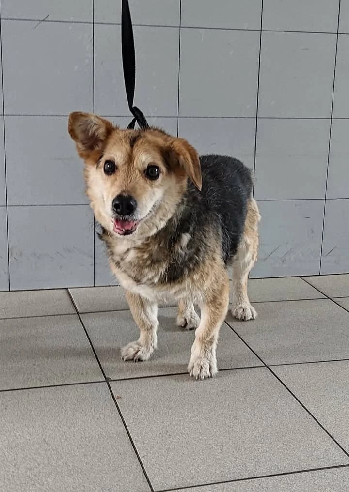 KUBA, Mixed Breed for adoption at Schronisko Lublin, Lublin
