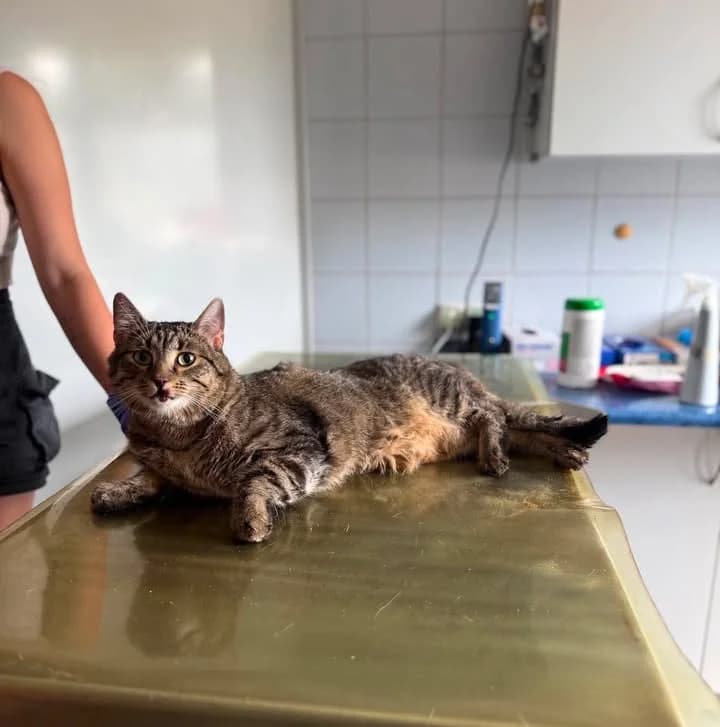 URSUS, Mixed Breed for adoption at Schronisko Lublin, Lublin