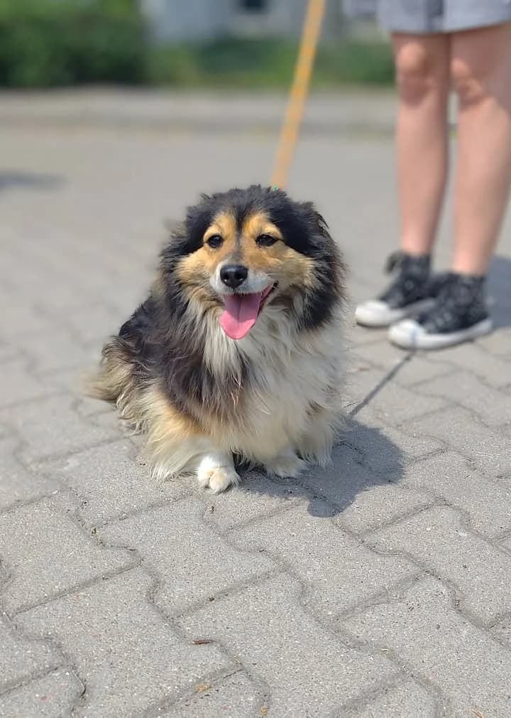 WAĆPANNA (LUSIA), Mixed Breed for adoption at Schronisko Lublin, Lublin