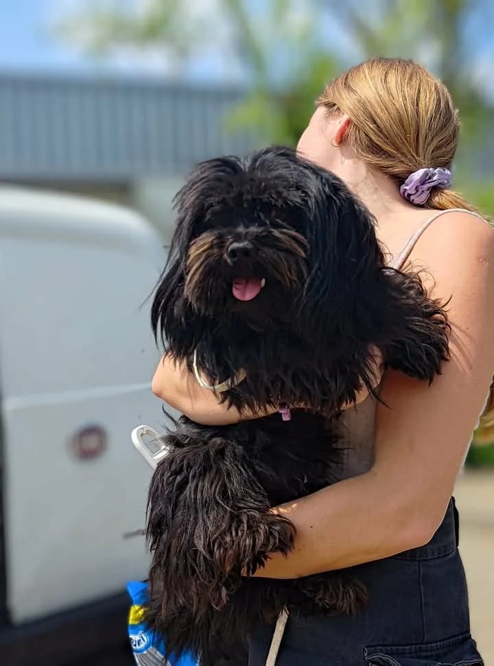 MECENAS, Mixed Breed for adoption at Schronisko Lublin, Lublin