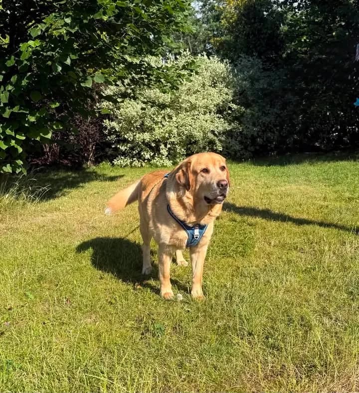 BAFLO, Mixed Breed for adoption at Schronisko Lublin, Lublin