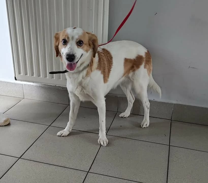 TASZKA (NELA), Mixed Breed for adoption at Schronisko Lublin, Lublin