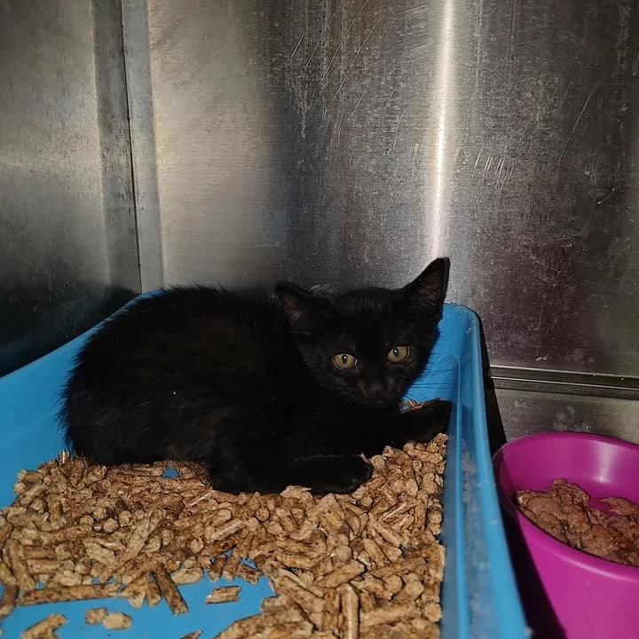 ULRYKA, Mixed Breed for adoption at Schronisko Lublin, Lublin