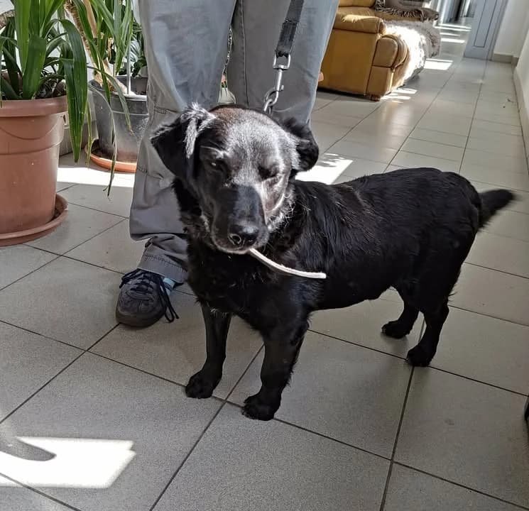 GAJOS (CYGAN), Mixed Breed for adoption at Schronisko Lublin, Lublin