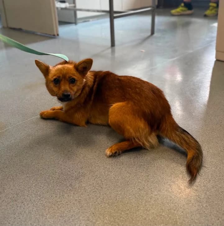 UMIKA, Mixed Breed for adoption at Schronisko Lublin, Lublin