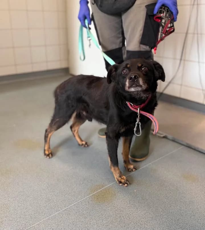 UNIKAT, Mixed Breed for adoption at Schronisko Lublin, Lublin