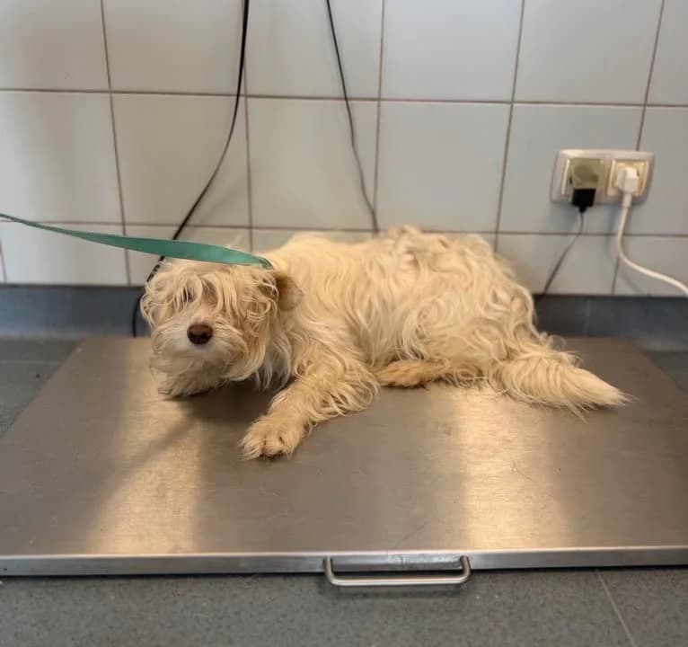 URWISIA, Mixed Breed for adoption at Schronisko Lublin, Lublin