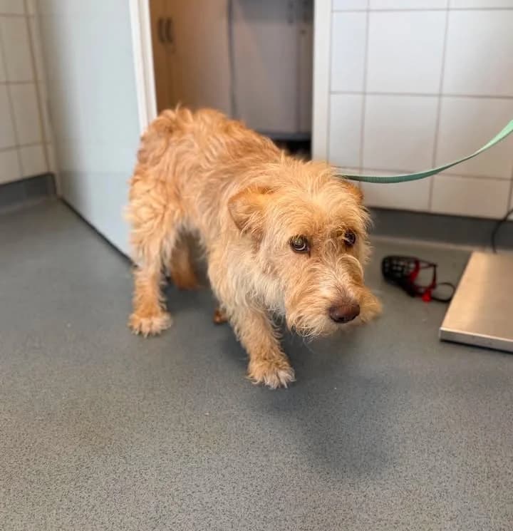 UKI, Mixed Breed for adoption at Schronisko Lublin, Lublin