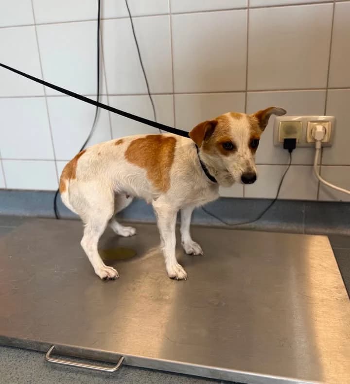 USTKA, Mixed Breed for adoption at Schronisko Lublin, Lublin