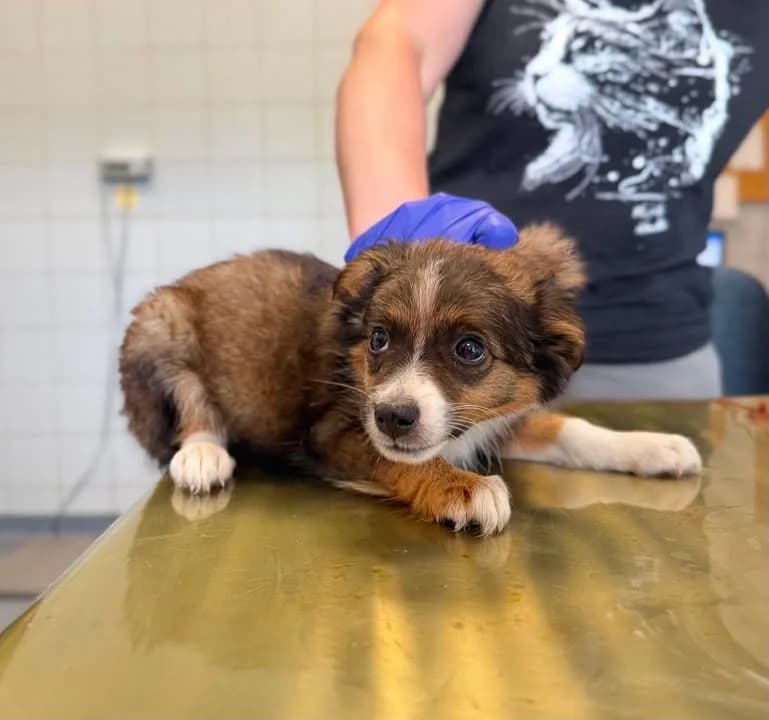 URALKA, Mixed Breed for adoption at Schronisko Lublin, Lublin
