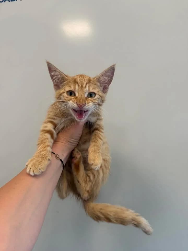 UNIKA, Mixed Breed for adoption at Schronisko Lublin, Lublin