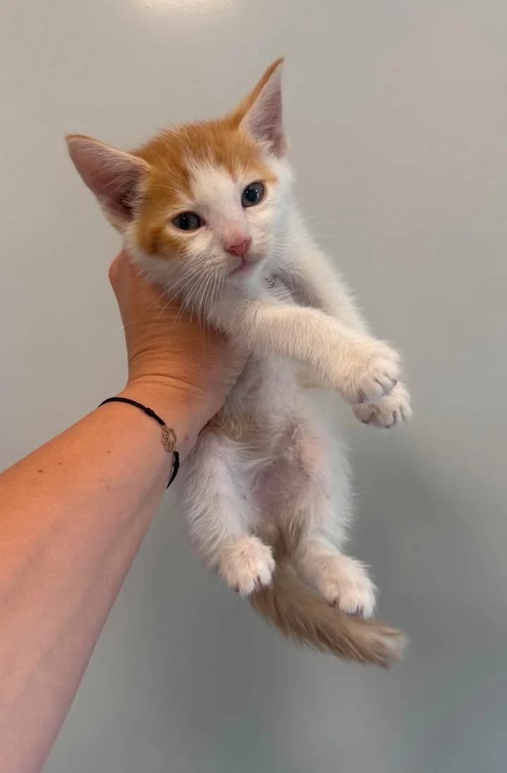 URANEK, Mixed Breed for adoption at Schronisko Lublin, Lublin