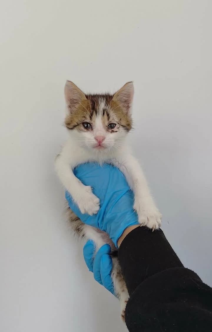 URAN, Mixed Breed for adoption at Schronisko Lublin, Lublin