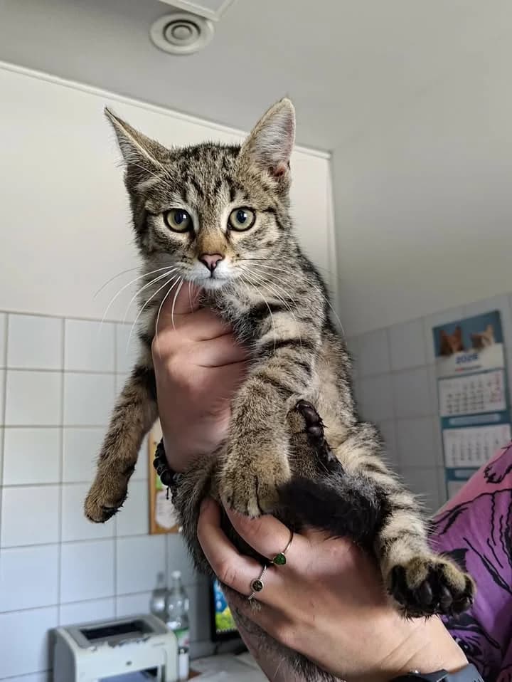 UFOLUDKA, Mixed Breed for adoption at Schronisko Lublin, Lublin