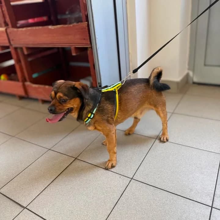 UPIK, Mixed Breed for adoption at Schronisko Lublin, Lublin
