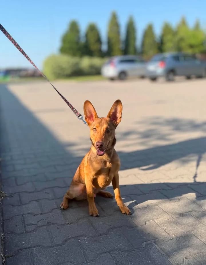 FIFI, Mixed Breed for adoption at Schronisko Lublin, Lublin
