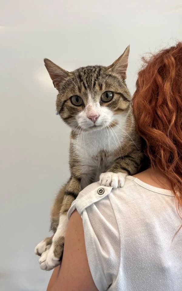 UŚMIESZEK, Mixed Breed for adoption at Schronisko Lublin, Lublin