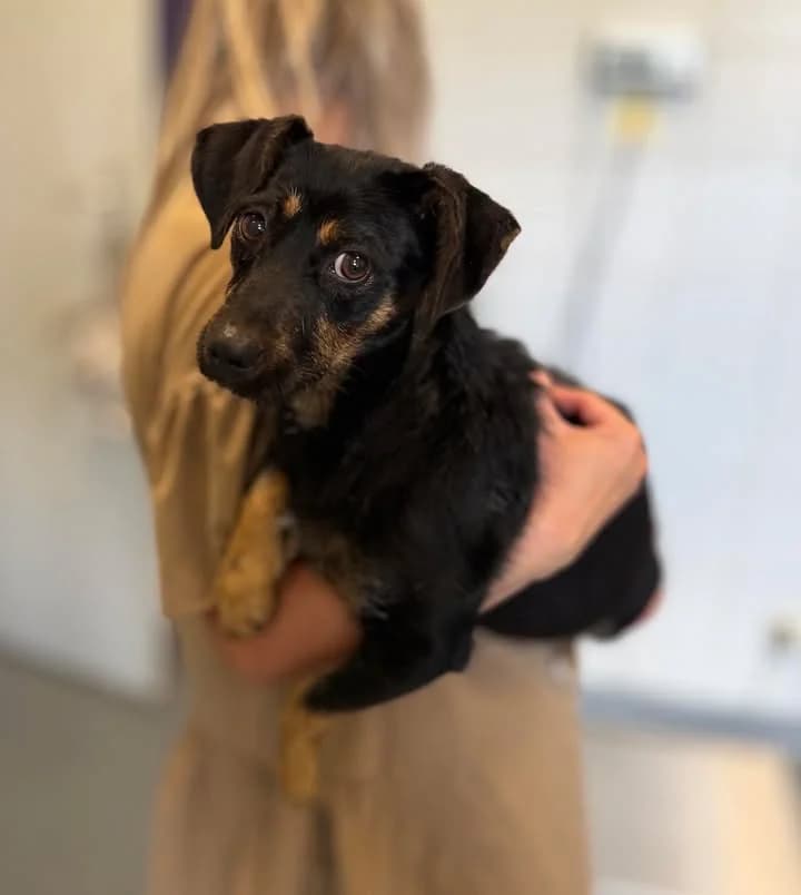 USTERKA, Mixed Breed for adoption at Schronisko Lublin, Lublin